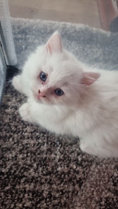 Baietel angora turceasa disponibil
