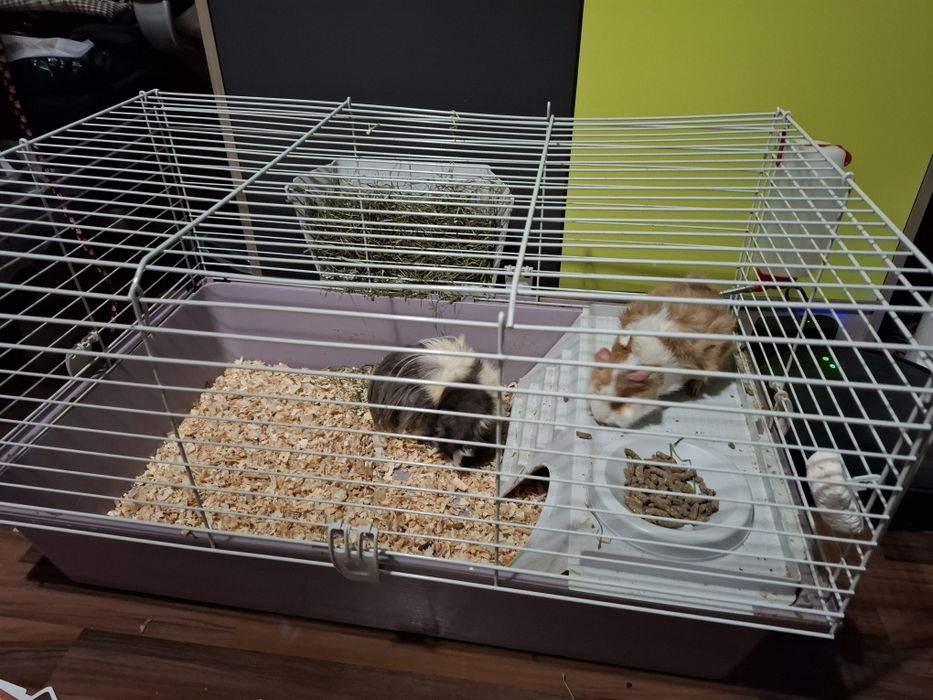 Морски свинчента с клетка