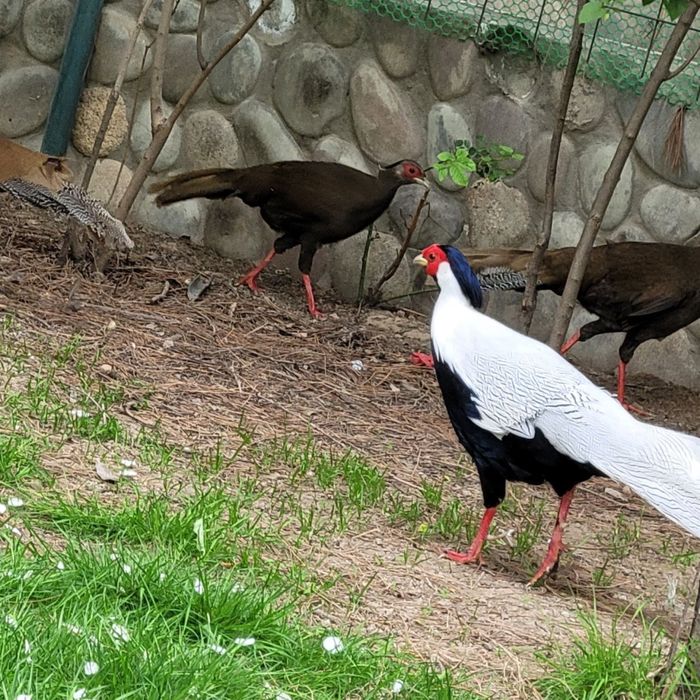 Продаютьс фазаны серебряные