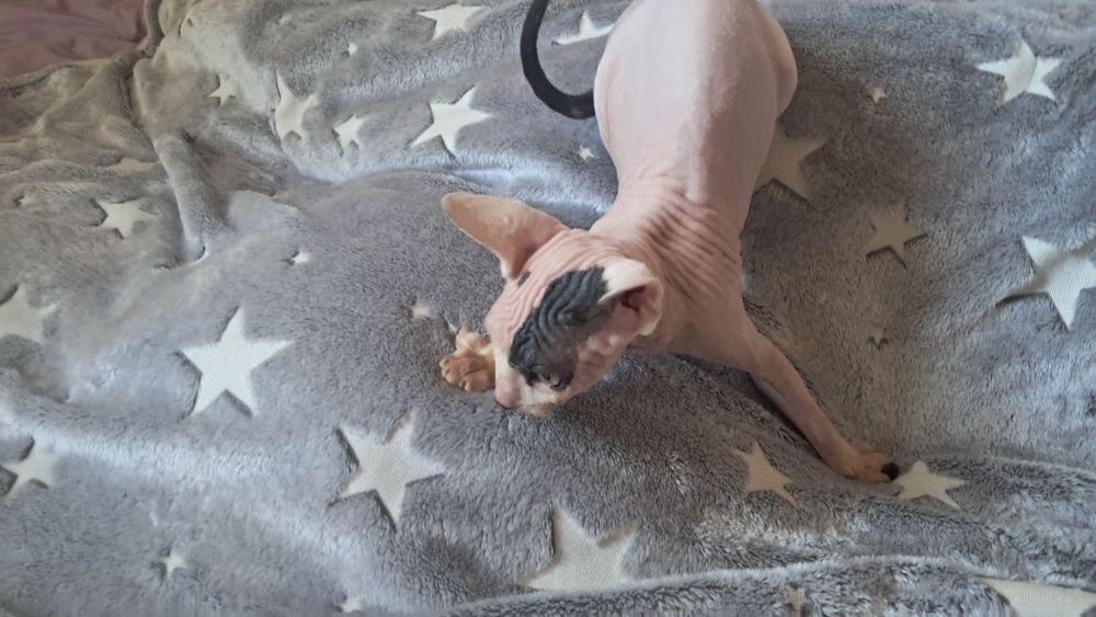 Продам котят канадского сфинкса