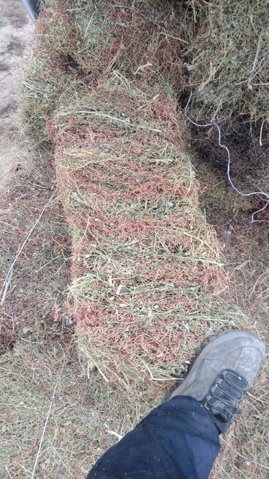 Жантақ пресс бар