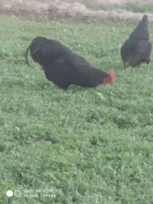 Avstrolop tuxum sotiladi