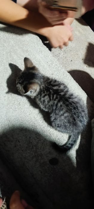 Маленький котёнок