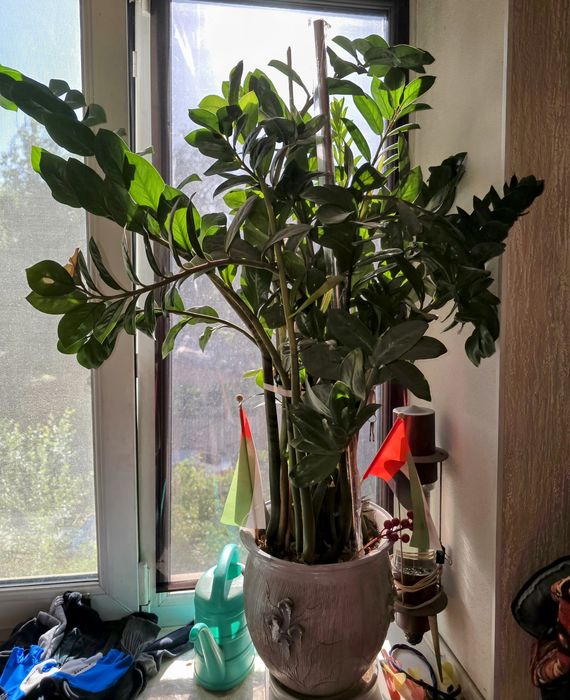 Цветы комнатные, фикус и пр