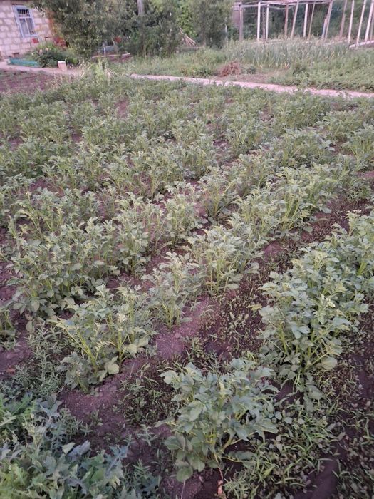 Продам дачу ск локомотивное 10