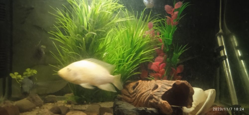 Цытрон самочка нерестовая