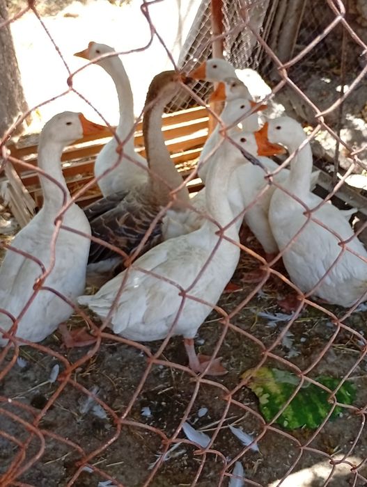 Gʻoz sotiladi  250000