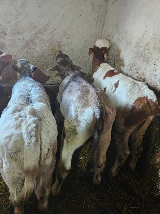 Vand vitei înțarcate