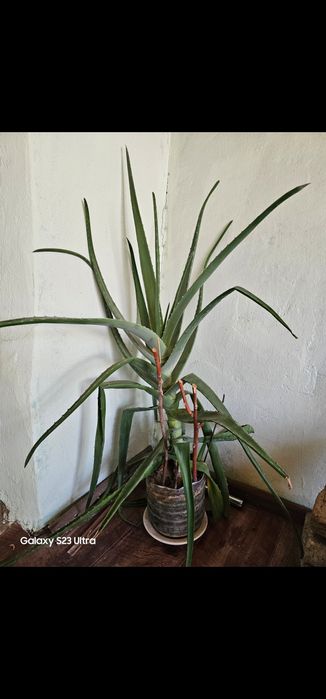 Неприхотливые цветы