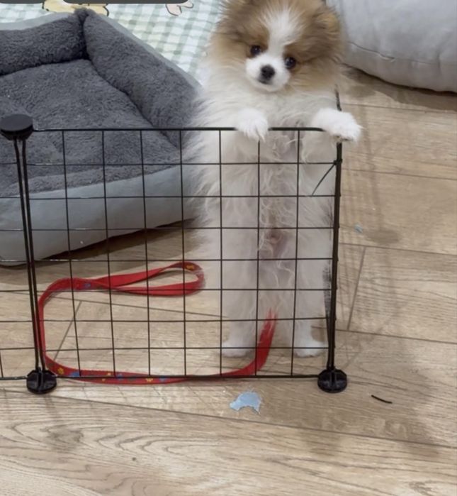 Продается Немецкий Шпиц!