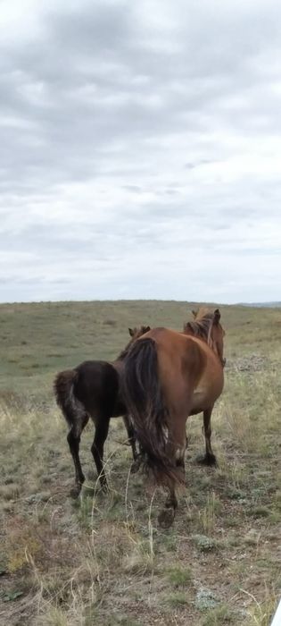 Продаю лошадь с жеребенком
