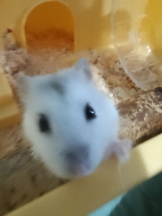 Хомяк Самка хороший