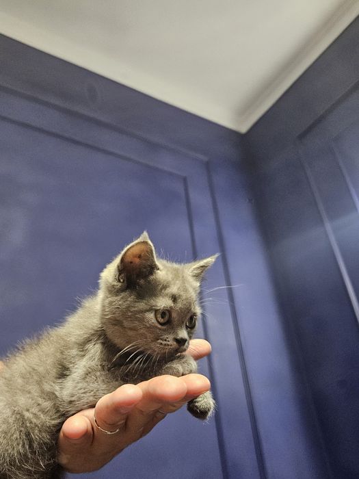 Britain's Scottish fold