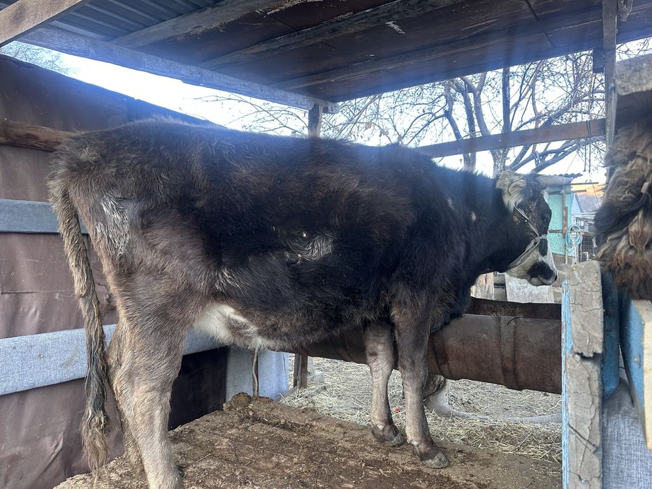 Семіз сиыр.