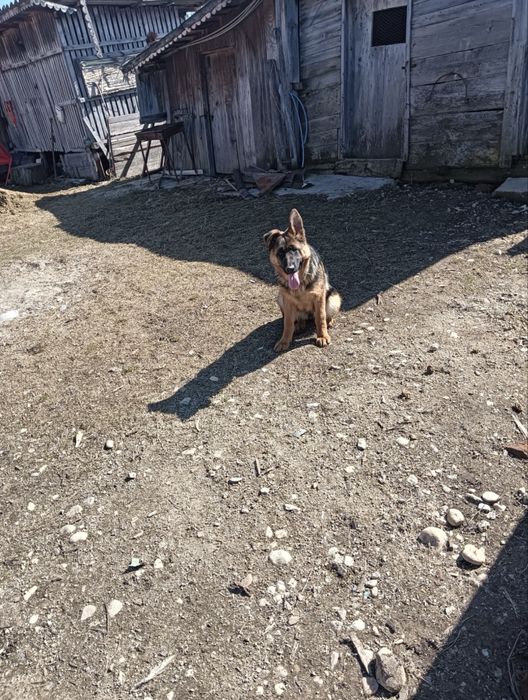 De vanzare Ciobanesc German