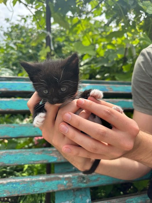 Отдам котят в добрые руки.