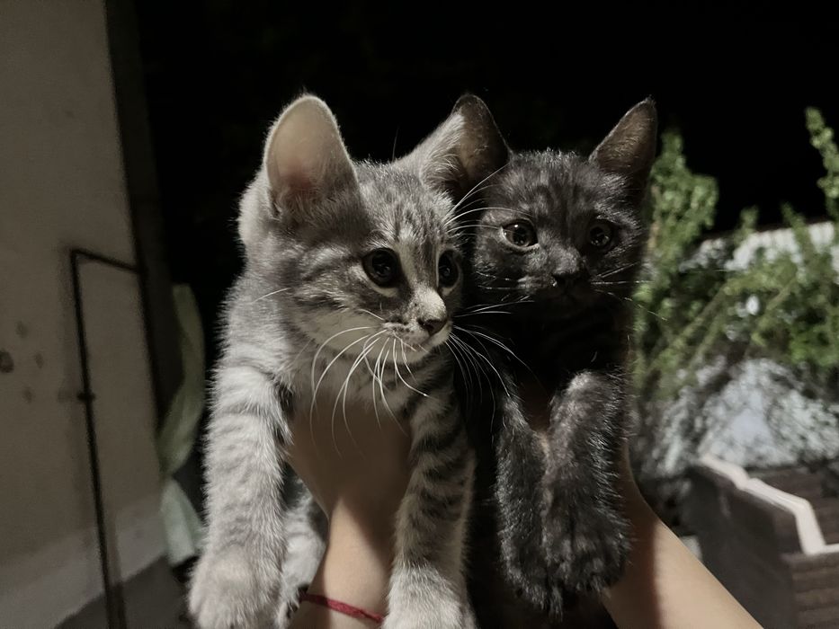 Котята бесплатно
