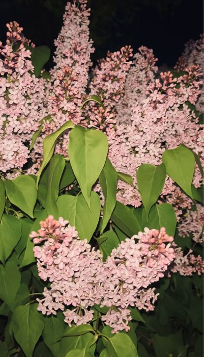 Хотите красивые сирень букеты пишите