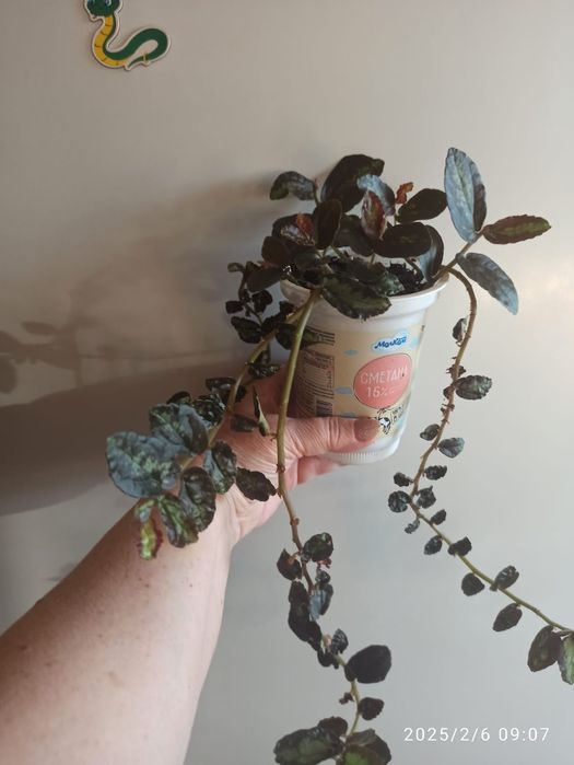 Продам комнатные растения