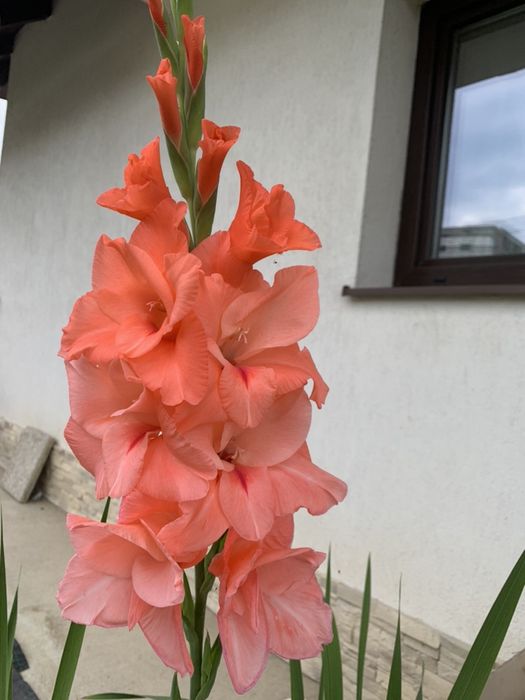 Bluza cu maneca lunga copiii Polo