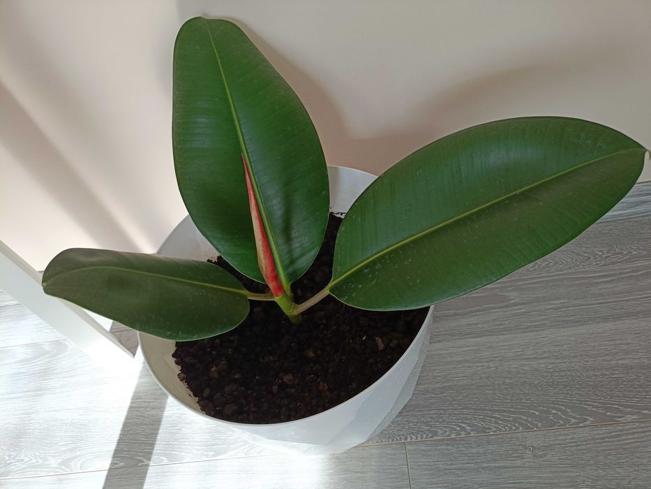 Puiet ficus clasic, livrare gratuită