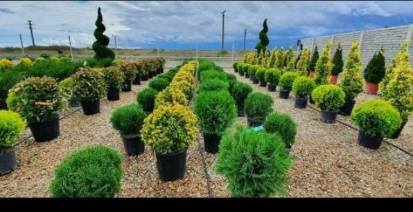 Leylandii chipaross tuia