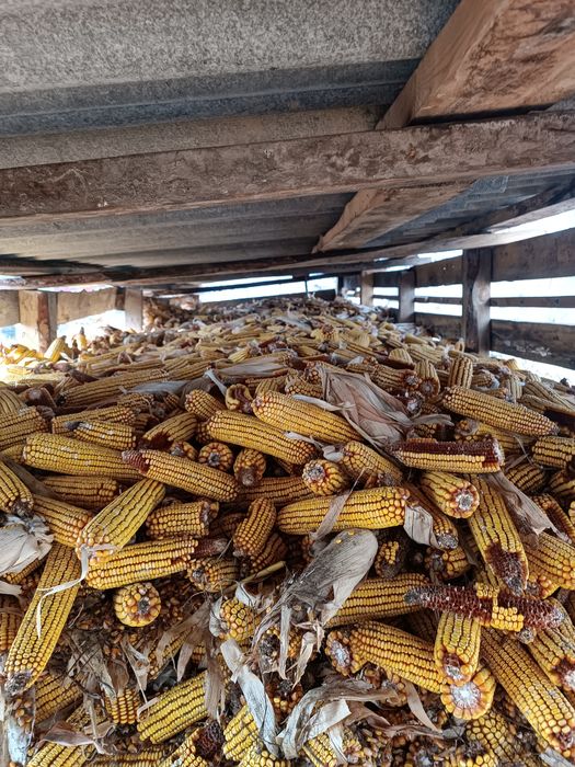 Кукуруза в початках