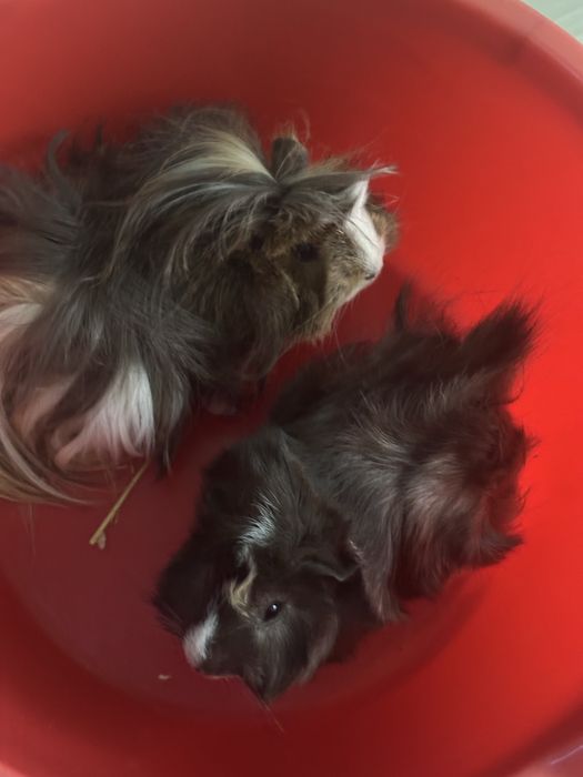 Подрявам морски свинчета