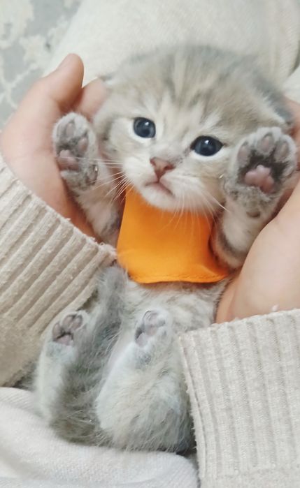 Скотиш фольд / Мальчик