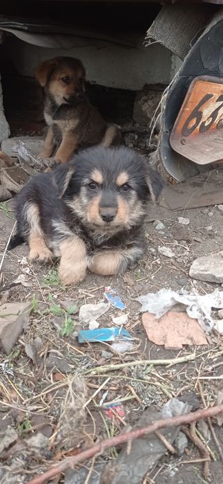 Собачки ищут хозяина