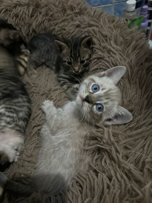 Продам бенгальских котят