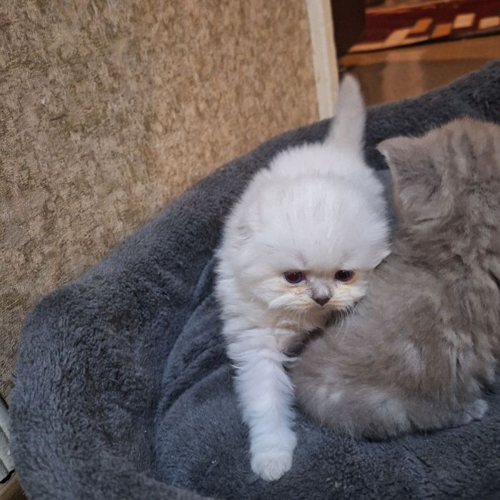 Продаются вислоухие котята