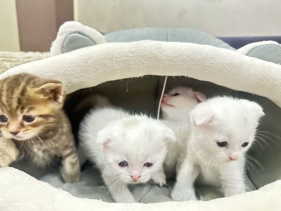 Миленькие котята