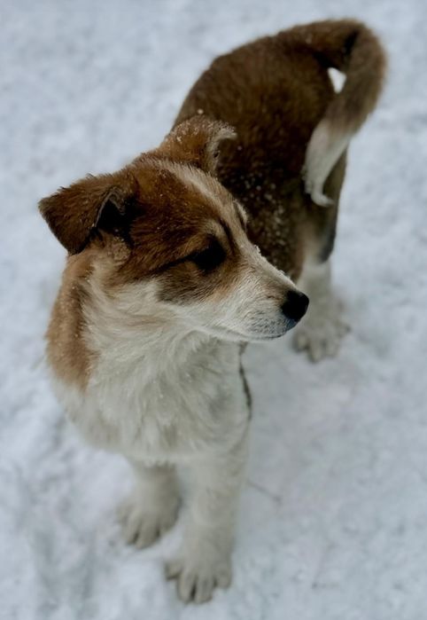 Отдам щенка 3 ,5 месяца