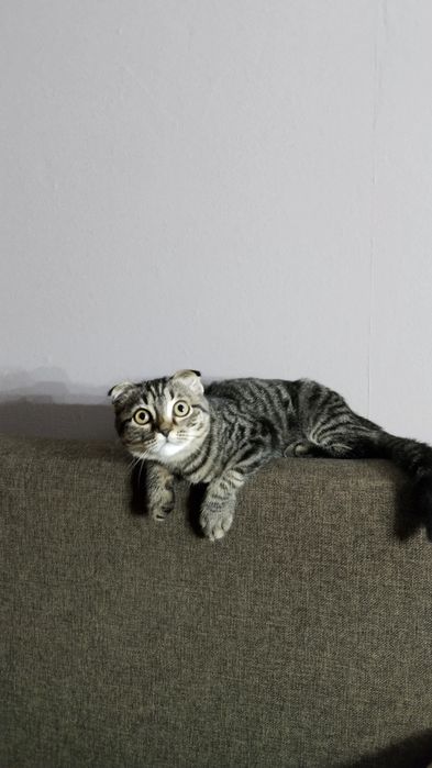 Отдам котёнка вислоушку