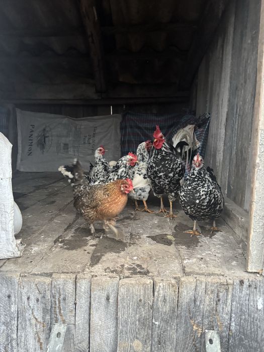 Vand oua de incubat de la gaini americane si mii de flori