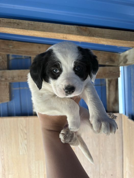 Отдам в добрые руки