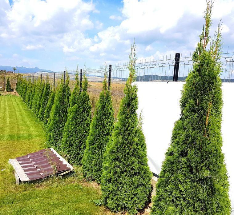 Leylandii / Tuia Smaragd / Laur Englezesc / Photinia Red Robin