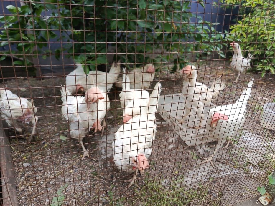 Продам куры Легор
