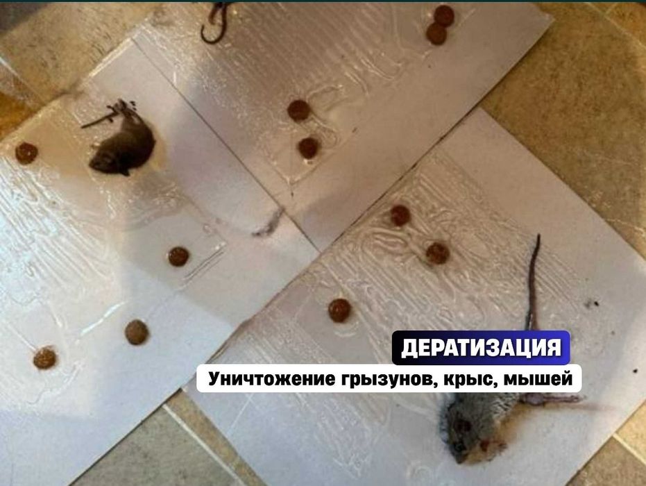 Дезинфекция! Акция! Горантия