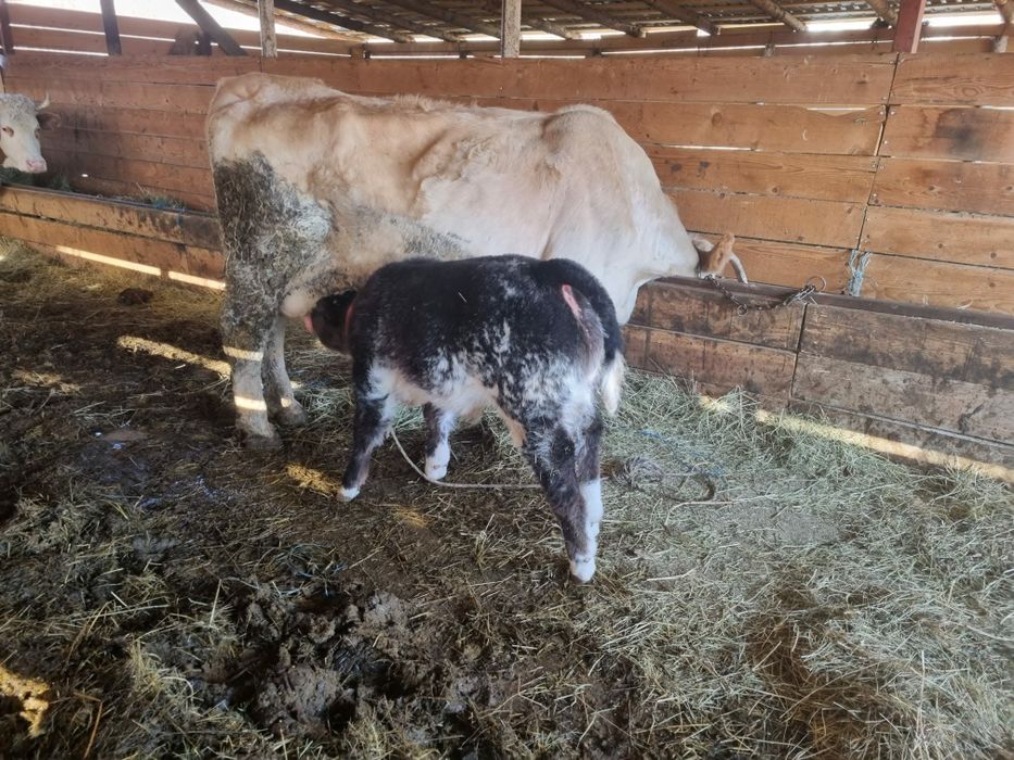 Vand vaca cu vitel albastru belgian