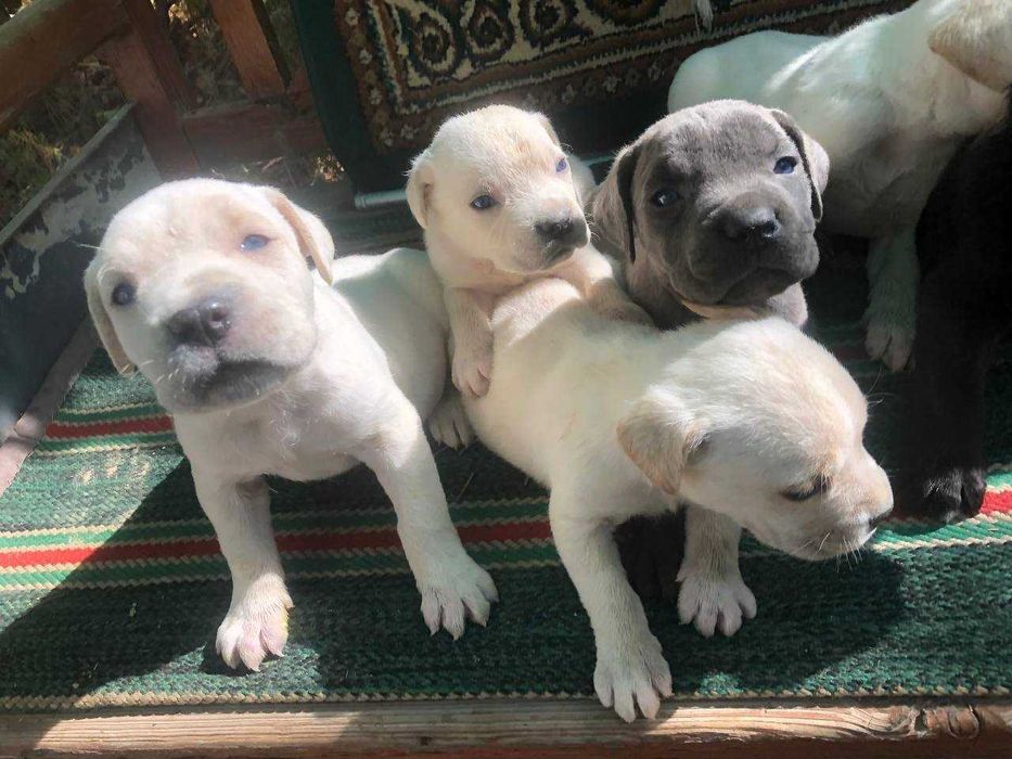 Продажа щенков итальянской породы Кане-корсо