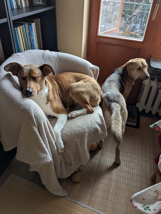 Търси осиновители