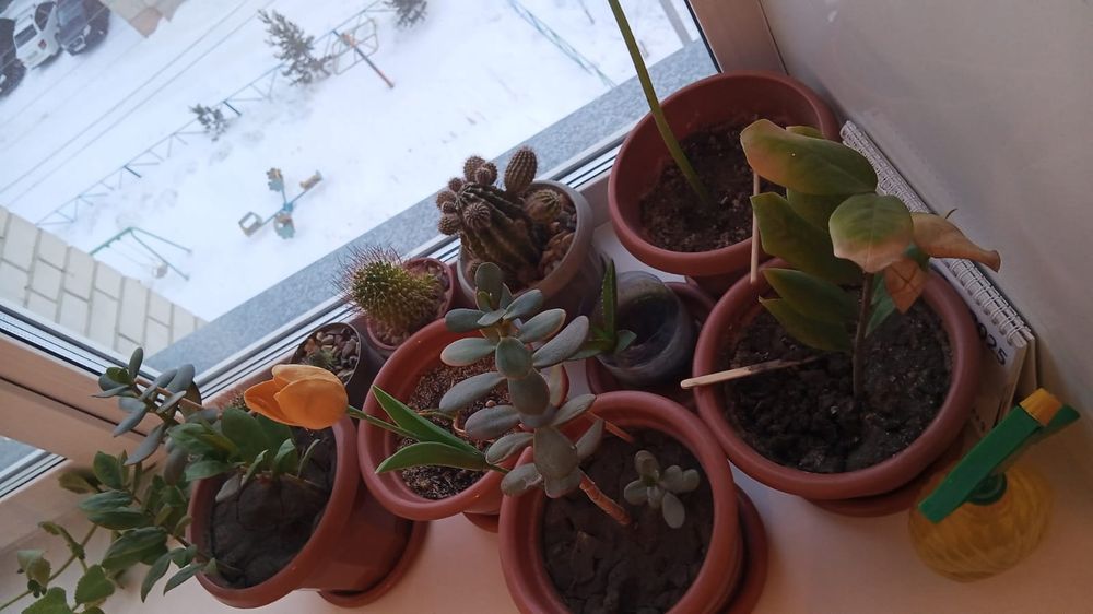 Продам Комнатные цветы