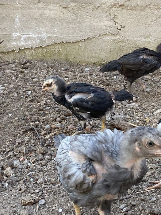 Продам цыплят дакан