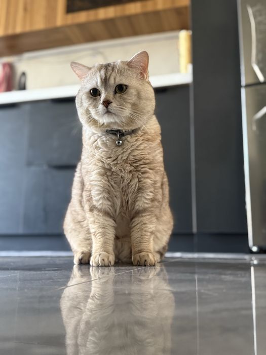 Продаются котенки