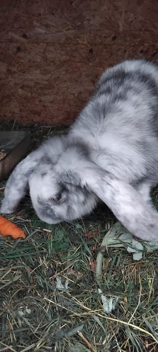 Vând iepurasi diferite rase