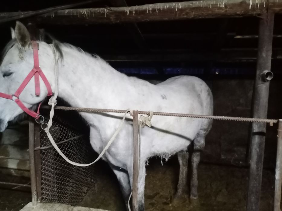 Айғыр 6 жасар жуас