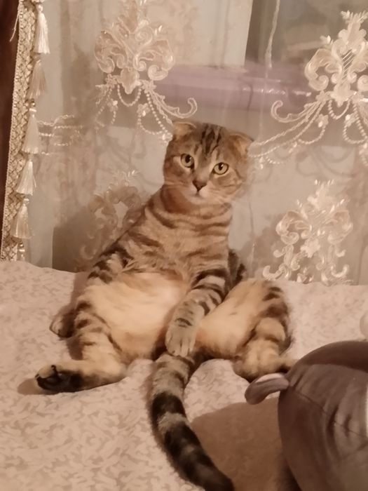 Отдам кота в хорошие руки