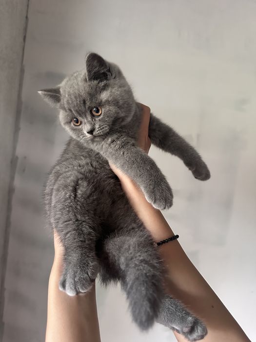 Британски котета